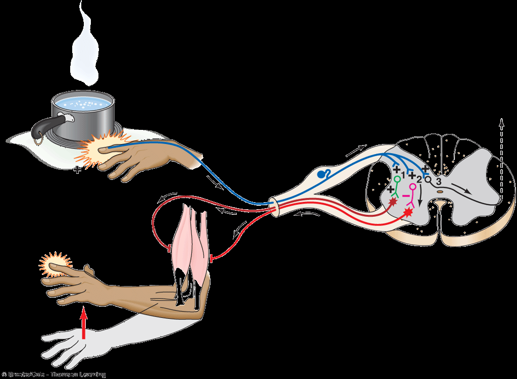 Νωτιαίος Μυελός (Spinal Cord) Thermal pain receptor in finger Afferent Pathway Ascending pathway to brain Stimulus Hand withdrawn Biceps (flexor) contracts Triceps