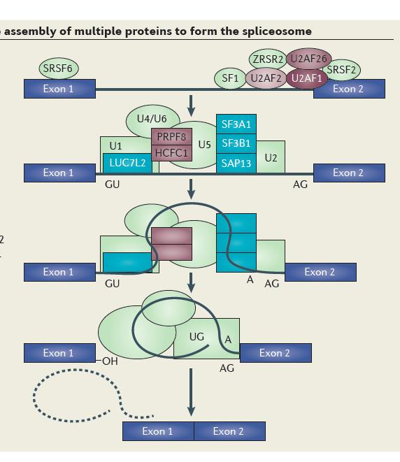 MDS και ωρίμανση του RNA Splicesome Πολυ-παραγοντικό σύμπλοκο Αναγνωρίζει θέσεις GU-AG στα ιντρόνια και απομακρύνει Εναλλακτική ωρίμανση αφορά το 95% των ευκαρυωτικών γονιδίων