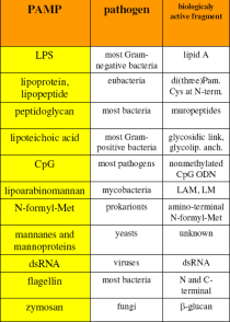 PAMPs (pathogen-associated molecular patterns) ομάδα οντογενετικά διατηρημένων