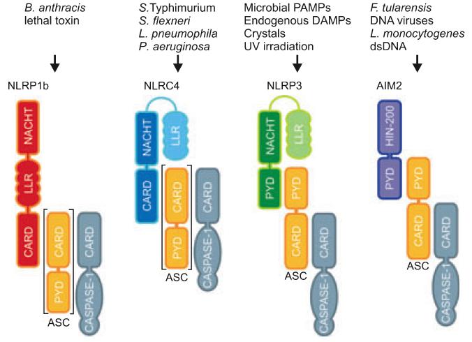 Σύστημα της PKR πρωτεϊνικής κινάσης dsrna PKR NFκB eif2α X