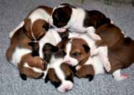 Συγκεκριμένα, οι ΑΠΕ παράγουν το 94,5% της ηλεκτρικής ενέργειας στη χώρα. Τα πρώτα επτά σκυλάκια που γεννήθηκαν με εξωσωματική γονιμοποίηση είναι γεγονός, όπως ανακοίνωσαν επιστήμονες στις ΗΠΑ.