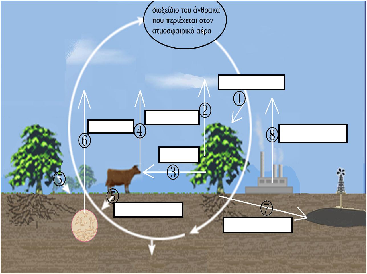 Να συμπληρώσετε τα κενά στην παρακάτω εικόνα. Ο ΚΥΚΛΟΣ ΤΟΥ ΑΝΘΡΑΚΑ 2.