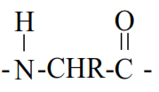 Πεπτιδικός δεσμός CONH (συνδέει καρβοξυλομάδα ενός αμινοξέος