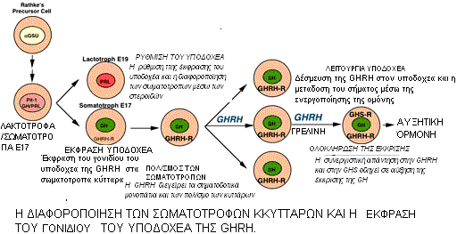 Δικόνα 4: Ζ ζσκαηνζηαηίλε (SRIF), πνπ είλαη επίζεο γλσζηή θαη σο αλαζηαιηηθή νξκφλε ηεο απμεηηθήο νξκφλεο (GHIH) ή ζαλ αλαζηαιηηθφο παξάγνληαο απειεπζέξσζεο ζσκαηνηνηξνπίλεο (SRIF).