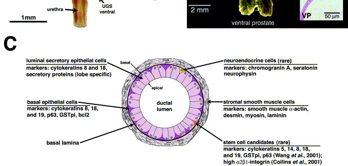 Μορφολογικά και κυτταρικά στοιχεία του προστάτη αδένα Ο ΟΓΚ εντοπίζεται πίσω από τον αυχένα της αναπτυσσοµένης ουροδόχου κύστης (*).