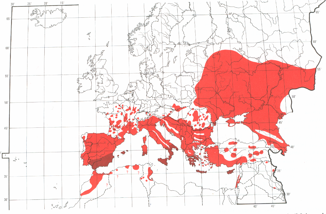 Εικόνα 10: Χάρτης µε την κατανοµή του είδους Tyto alba στην Ευρώπη 96.