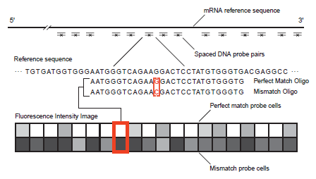 Εικόνα 1.5: Σχεδιασµός της µικροσυστοιχίας και των ανιχνευτών (probes). Οι ολιγονουκλεοτιδικοί ανιχνευτές επιλέγονται βάσει κριτηρίων µοναδικότητας έναντι µια αλληλουχίας αναφοράς.