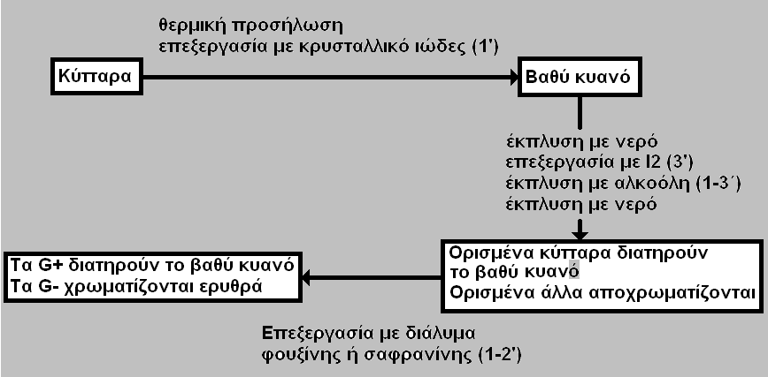 Κυτταρικό Τοίχωμα Βακτηρίων 9/20 Η