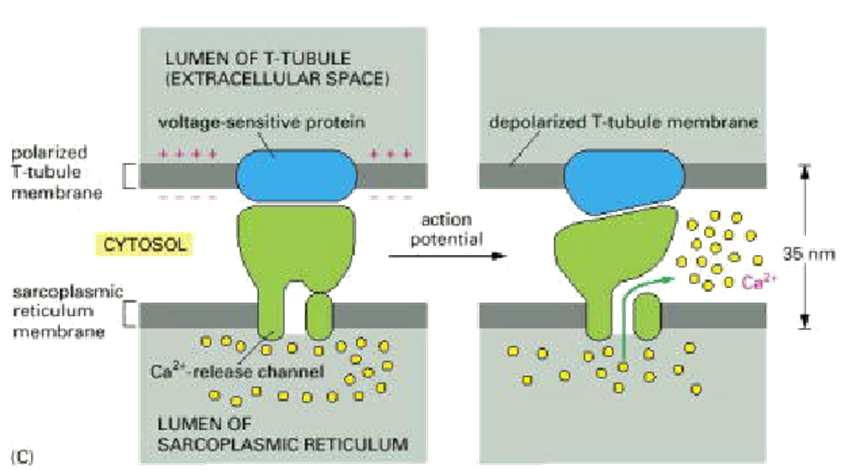 Υποδοχείς διϋδροπυριδίνης We now know that,although the t-tubular dihydropyridine receptors show markedamino acid homology with L-type voltage gated Ca 2+ channelsof other tissues, they do not