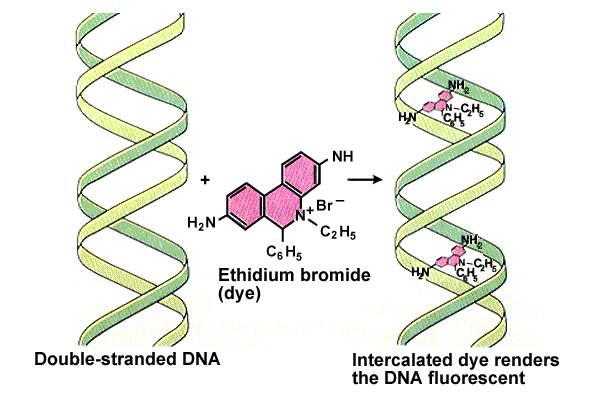 Απεικόνιση αποτελεσμάτων Το DNA μπορεί να γίνει ορατό με τη χρήση Βρωμιούχου Αιθιδίου (EtBr) Το βρωμιούχο αιθίδιο όταν παρεμβάλλεται στη μεγάλη αύλακα του DNA (ή στο RNA) μπορεί να φθορίζει στο