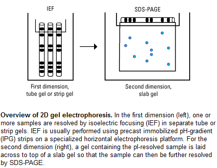 Ηλεκτροφόρηση 2 διαστάσεων (2D) 1 η Διάσταση: Διαχωρισμός πρωτεϊνών με ισοηλεκτρικό εστιασμό