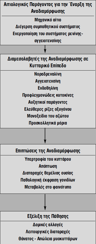 Παζνθπζηνινγηθνί κεραληζκνί αλαδηακόξθσζεο ηεο αξ.