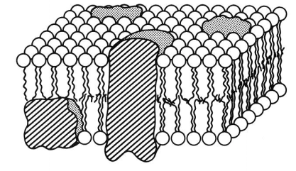 2-4 Στο λιπόφιλο περιβάλλον (π.χ. κυτταρικές µεµβράνες και µικκύλια) που αποτελείται κυρίως από ασύµµετρα λιπιδικά µόρια µε πολικές οµάδες που συνδέονται µε υδρόφοβες αλυσίδες (εικόνα 2.