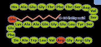 4 h >24 h Exenatide LAR Werner U, et al. Regul Pept 2010;164:58 64. Sanofi; data on file.