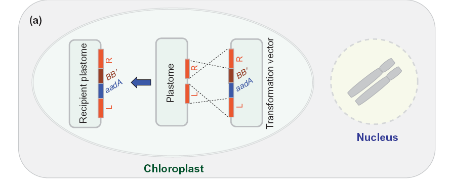 Μετασχηματισμός πλαστιδίων με χρήση ρεκομπινάσης ( phic31