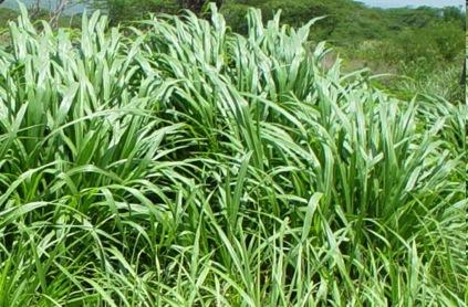 Pennisetum purpureum L.