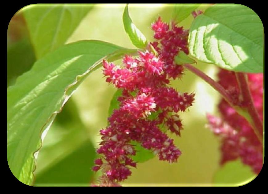 Amaranthus spp.