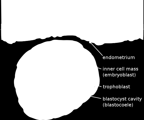 Εσωτερική μάζα κυττάρων Σχηματισμός εμβρύου Τα βλαστομερίδια της ΕΜΚ καλούνται και εμβρυικά στελεχικά κύτταρα (embryonic stem cells)