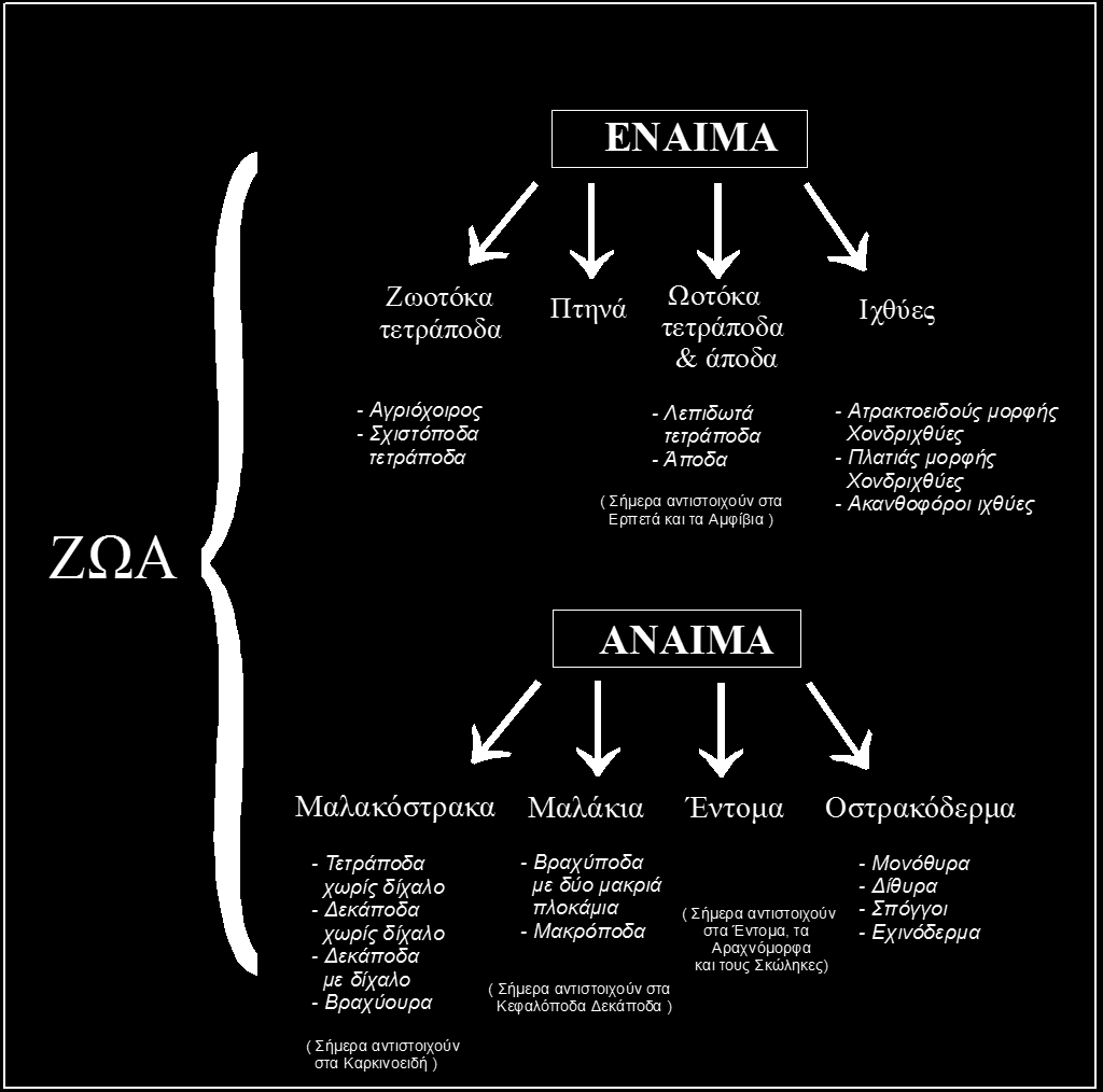 ΤΑΞΙΝΟΜΗΣΗ ΖΩΙΚΩΝ ΟΡΓΑΝΙΣΜΩΝ Το πρώτο