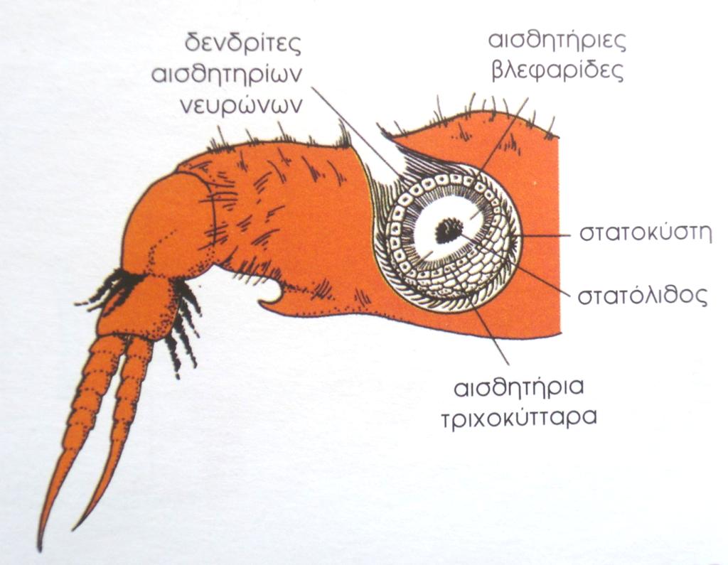 Υποδοχείς βαρύτητας Οι στατοκύστεις των ασπονδύλων: προσανατολισμός σε σχέση με τη βαρύτητα Αντικαθιστώντας το CaCo 3 με ρινίσματα Fe και τοποθετώντας ένα μαγνήτη στη ράχη μιας καραβίδας.