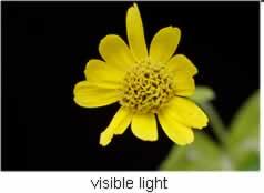 Οι μέλισσες έχουν μετατοπισμένο το φάσμα του ορατού φωτός κατά 100nm σε σχέση με αυτό που βλέπουν οι άνθρωποι.