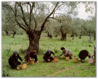 ΧΡΟΝΟΣ ΣΥΓΚΟΜΙΔΗΣ Αν η συγκομιδή του ελαιόκαρπου γίνει πολύ γρήγορα (άγουρος καρπός) τότε η απόδοση σε ελαιόλαδο είναι μικρή και η ποιότητα όχι καλή.