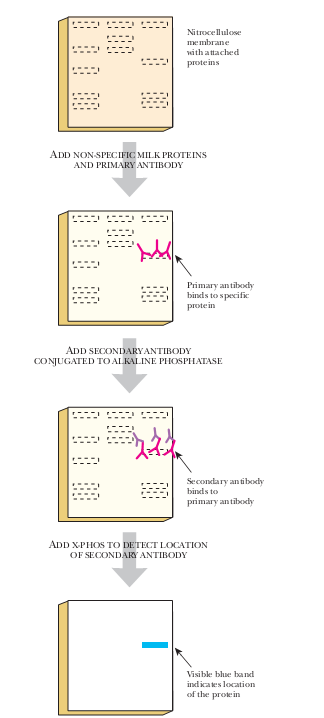 Μεμβράνη κυτταρίνης όπου προσδένονται οι πρωτεΐνες Προσθήκη πρώτου αντισώματος και πρωτεϊνών γάλακτος Το πρώτο αντίσωμα συνδέεται στην πρωτεΐνη στόχο Προσθήκη δεύτερου αντισώματος συνδεδεμένο με