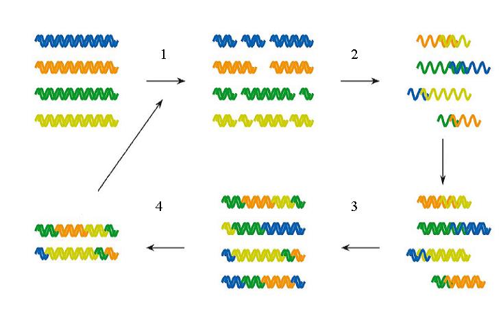 Σχήμα 7.5 Η διαδικασία της κατευθυνόμενης μοριακής εξέλιξης Σχήμα 7.6 Ιn vitro ανασυνδυασμός του DNA. (1).