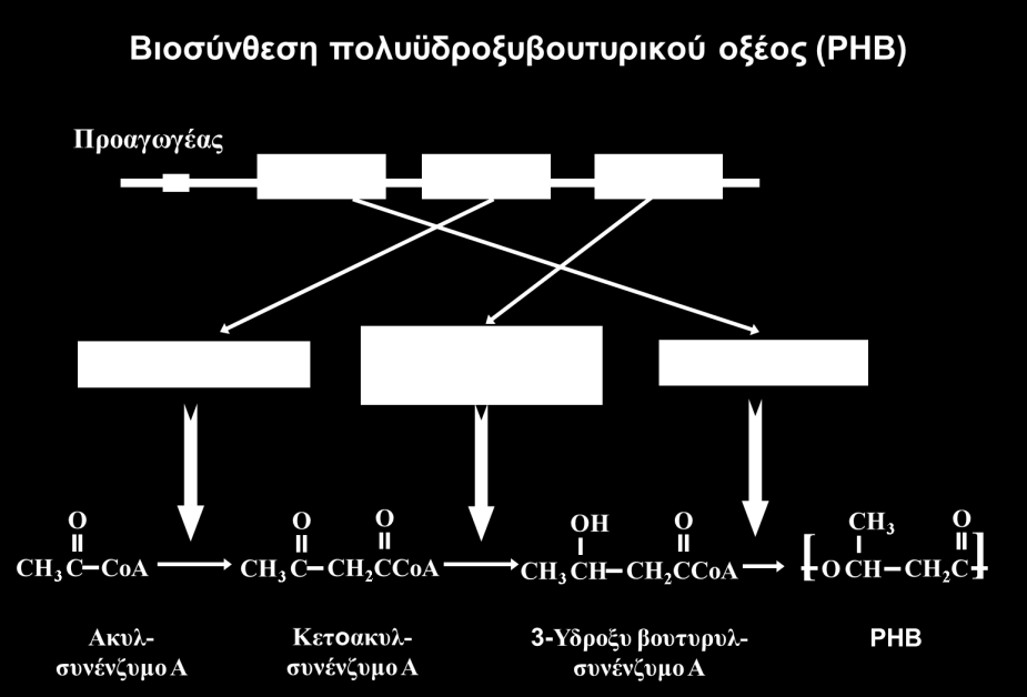 ανάπτυξής του.