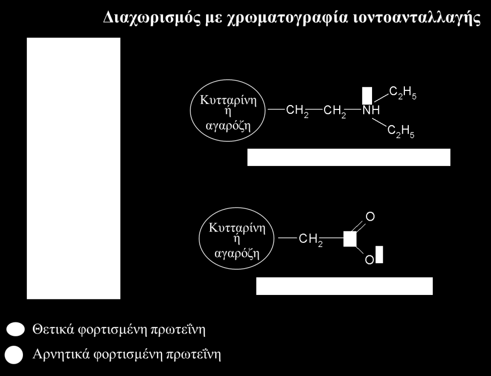 δυνάμεις), είτε με μεταβολή του ph του διαλύματος (οπότε μεταβάλλεται το ηλεκτρικό φορτίο της πρωτεΐνης). Σχήμα 13.9.