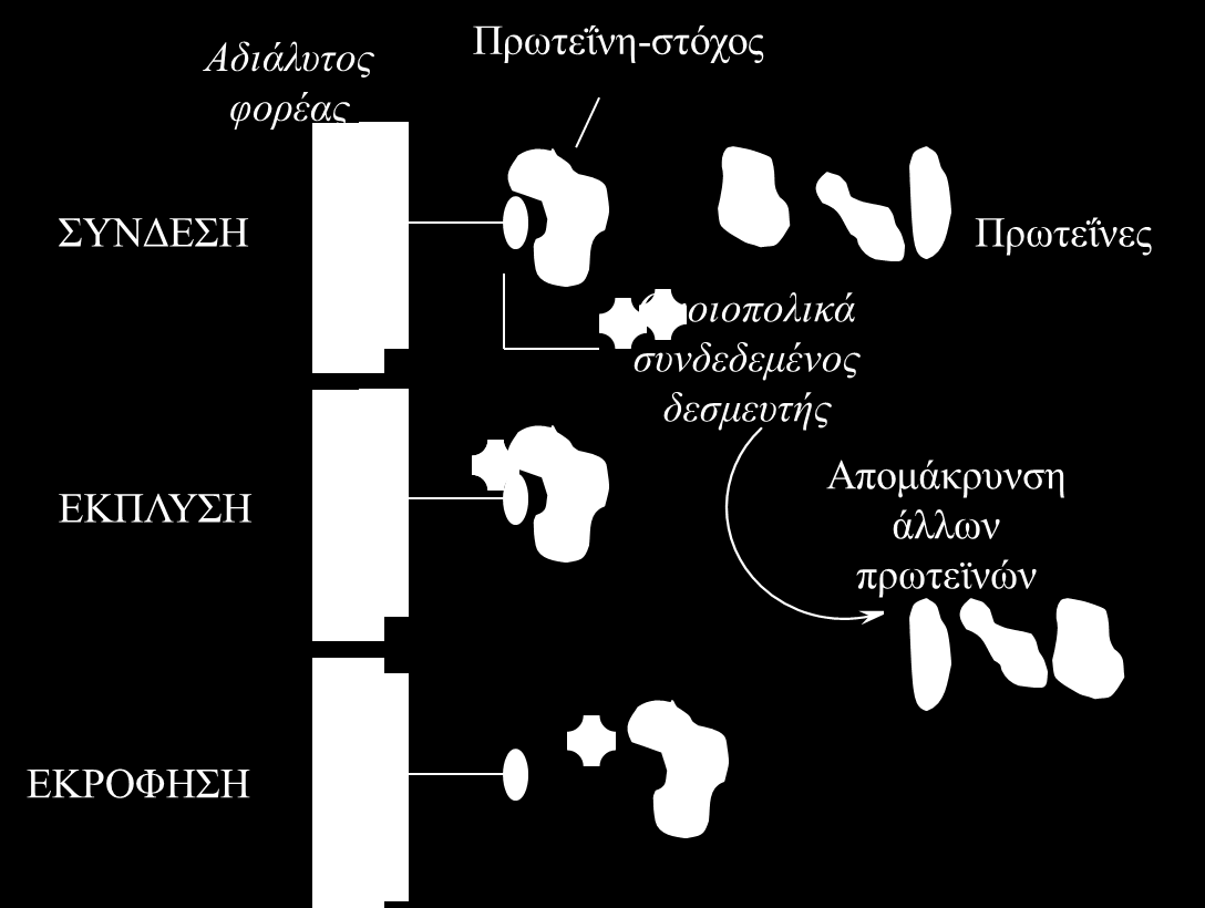 στην επιφάνεια του βιομορίου. Η ακυλιωμένη αγαρόζη αποτελεί έναν από τους σπουδαιότερους φορείς της υδρόφοβης χρωματογραφίας.