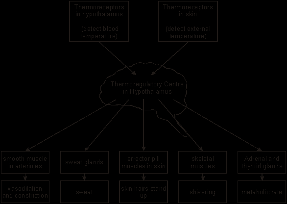 Ομοιοστατικός Έλεγχος Θερμοκρασίας Θερμοϋποδοχείς στον υποθάλαμο (ανιχνεύουν τη θ. του αίματος) Θερμοϋποδοχείς στο δέρμα (ανιχνεύουν τη θ. περιβάλλοντος) Θερμορυθμιστικό κ.