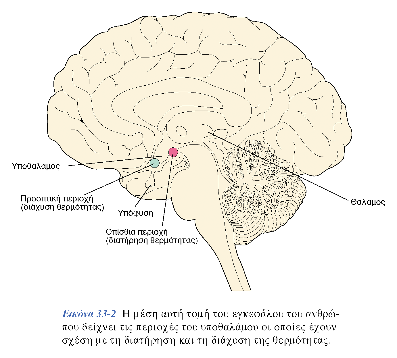 NEYPOEΠIΣTHMH KAI ΣYMΠEPIΦOPA ΠANEΠIΣTHMIAKEΣ EKΔOΣEIΣ KPHTHΣ Θερμορρύθμιση: Eλέγχεται από δύο περιοχές του Υποθαλάμου Αποτέλεσμα ολοκλήρωσης Αυτόνομων, Ενδοκρινικών και Σκελετοκινητικών αποκρίσεων