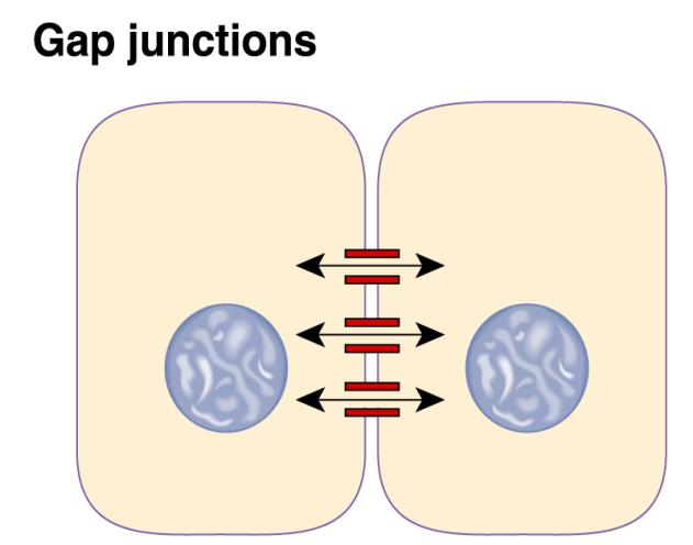 Χασματοσυνδέσεις άμεση Διακυτταρική