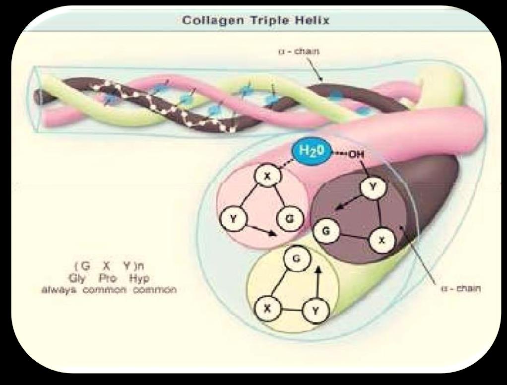 Κολλαγόνο τύπου 1: 3 αλυσίδες (alpha chains) : 2 alpha1 και 1 alpha2 Κάθε αλυσίδα περιέχει