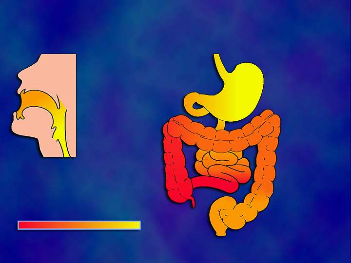 Ανατομική κατανομή νόσου Crohn Λεπτό έντερο (33%)