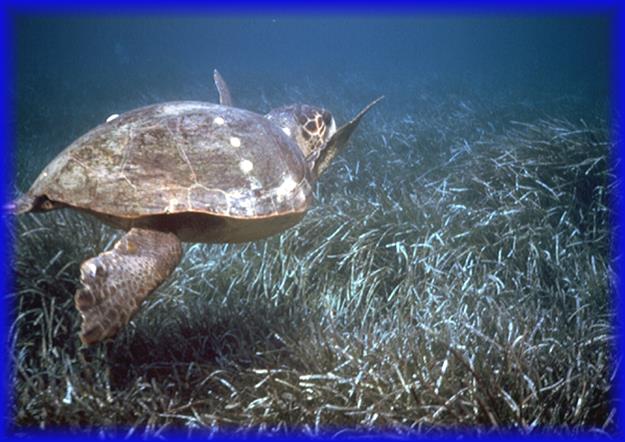 Θαλάσσια χελώνα Λιβάδια ποσειδωνίας (φύκια) -Είναι