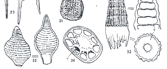 ΑΚΤΙΝΟΖΩΑ Τα Ακτινόζωα (Radiolaria) είναι μικροσκοπικά θαλάσσια Ριζόποδα τα οποία φέρουν πυριτικό σκελετό. Ο πυριτικός σκελετός τους ποικίλλει σε μορφή και οργάνωση στα διάφορα είδη.