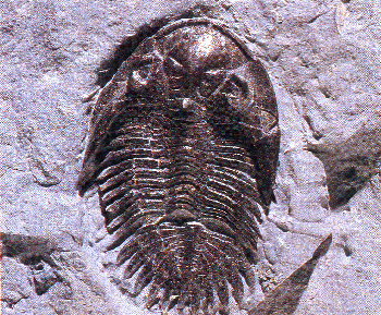 Τριλοβίτες Trilobita 1. Ogygopsis: Το γένος είναι γνωστό από το Μέσο Κάμβριο (πριν από 530 εκατομμύρια χρόνια) της Β. Αμερικής. Το απεικονιζόμενο γένος προέρχεται από τον Καναδά. 2.