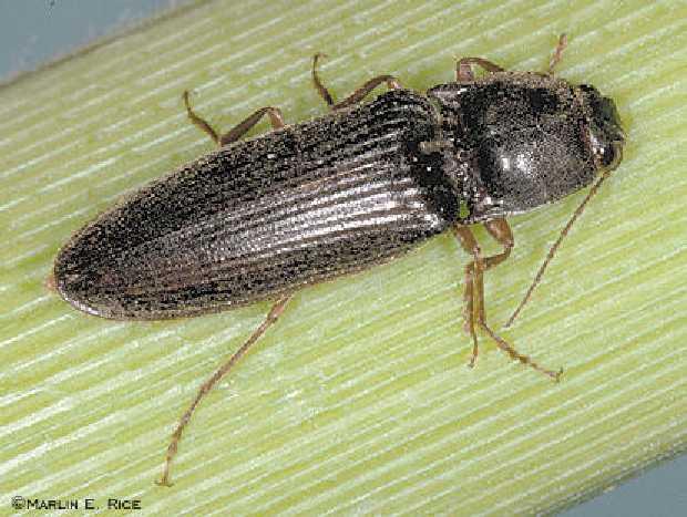 Coleoptera: