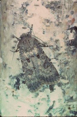 Agrotis