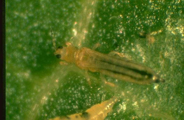 Thrips tabaci, Frankliniella occidentalis Thysanoptera: Thripidae Όρη πνιύ ζεκαληηθόο