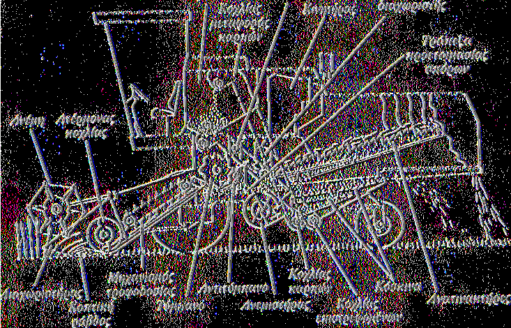 Η εικ. 4.2.2.β δείχνει το παραστατικό διάγραμμα μιας σύγχρονης θεριζοαλωνιστικής μηχανής Αποθήκη Βοηθητικό καρπών τύμπανο Περιστροφικός Εικ. 4.2.2.β. Παραστατικό διάγραμμα σύγχρονης θεριζοαλωνιστικής μηχανής Μηχανισμός θερισμού Είναι ο μηχανισμός ο οποίος κόβει ή συλλέγει τα φυτά.