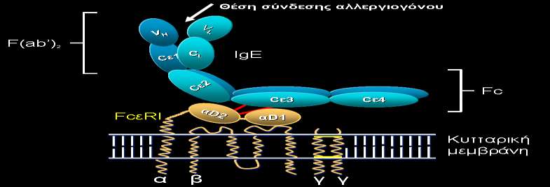 CD23a B-κύτταρα Αναστολή σύνθεσης IgE FcεRII CD23b ΜCs, DCs, Eos, LGs, T-κ, αιμοπετάλια α β γ γ