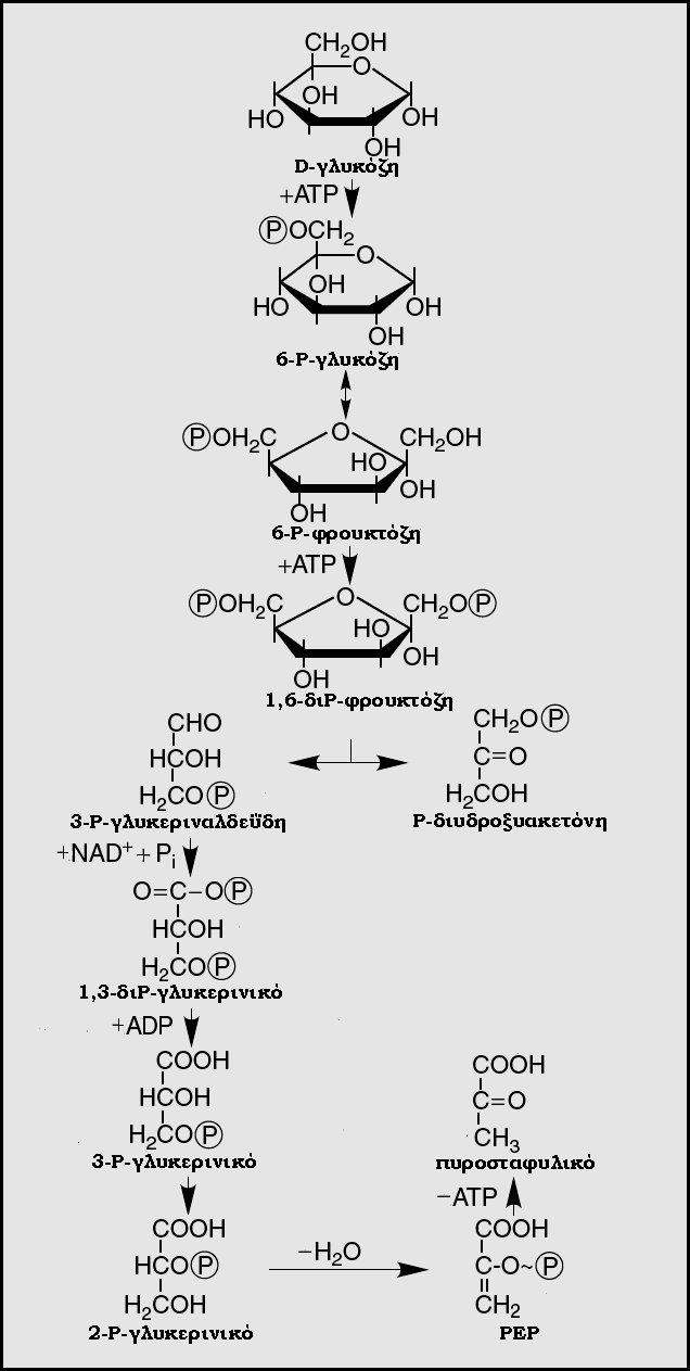 Ι. ΕΙΣΑΓΩΓΗ 40 Σχήµα Ι-12: Ο κύκλος της γλυκόλυσης ή µονοπάτι Embden-Meyerhof-Parnas (EMP) (Αγγελής, 2007).