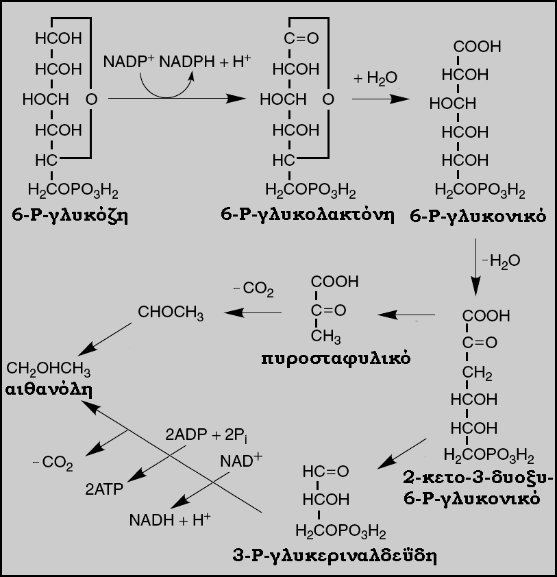 Ι. ΕΙΣΑΓΩΓΗ 41 C 6 H 12 O 6 2 C 2 H5OH + 2 CO 2 + 1 ATP (Stryer, 1997; Αγγελής, 2007).