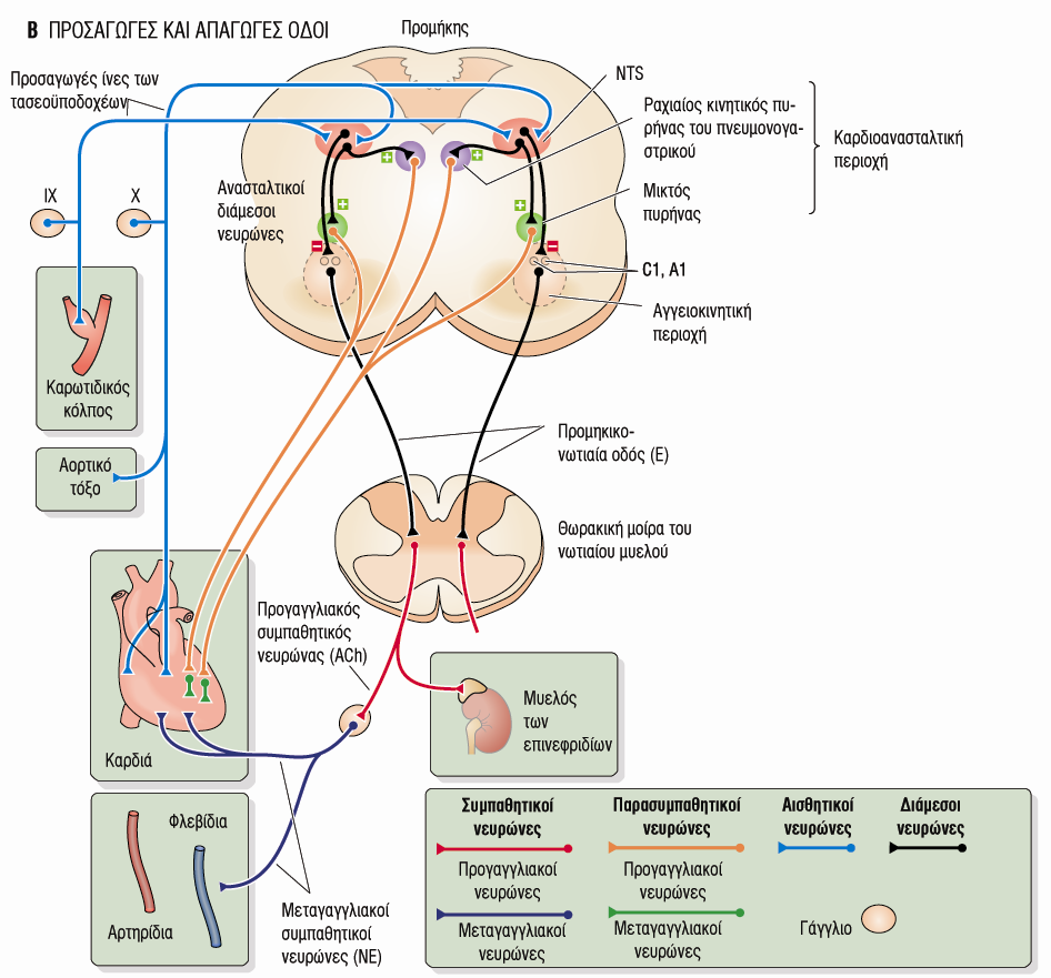 Το Προμηκικό Καρδιαγγειακό Κέντρο (Ach) ΝΕ, β1 ΕΠ, β1 ΝΕ, α1 Σε Ηρεμία Παρασυμπαθητική Μοίρα Ακετυλοχολίνη (Ach) Τονική δράση στη Καρδιά Συμπαθητική Μοίρα : Νορεπινεφρίνη (ΝΕ) Τονική Δράση στα Αγγεία