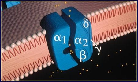 Voltage-gated calcium channels Σα θακάιηα Ca 2+ έπμοκ πάκς από 4 δηαθνηηέξ ζομπιενςμαηηθέξ οπμμμκάδεξ (α2, β, γ, δ).