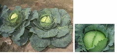 1.1 Η οικογένεια Brassicaceae - Το γένος Brassica Το γένος Brassica ανήκει στην οικογένεια Brassicaceae, η οποία αρχικά ονομαζόταν Cruciferae.