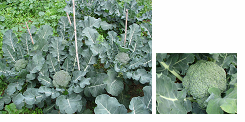 Μπρόκολο (Brassica oleracea var. italica) Το μπρόκολο όπως το λάχανο και το κουνουπίδι ανήκει στα ποώδη φυτά και έχει ετήσιο βιολογικό κύκλο.
